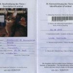 EU Pet Passport Of Somali Cat Habanero Of Kumasasa